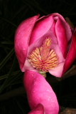 Magnolia 'Black Tulip' RCP4-11 273.JPG